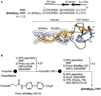 Directed Self-Assembly of Trimeric DNA-Bindingchiral Miniprotein Helicates